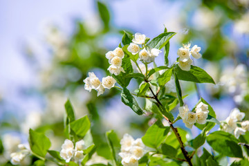 Jasmine flowers on a green natural background 