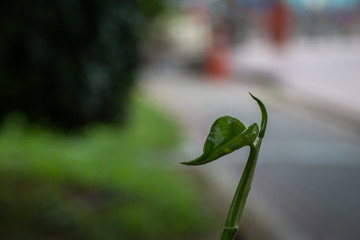 Green treetop with colorful bokeh in nature