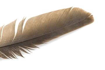 Close-up of brown feather isolated on white background