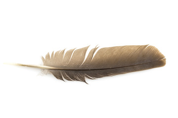 Close-up of brown feather isolated on white