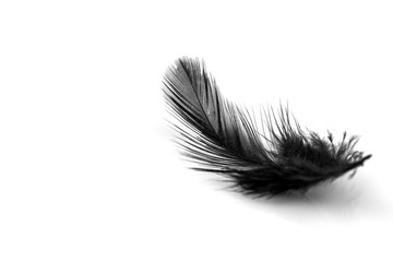 Close-up of small black feather isolated on white background