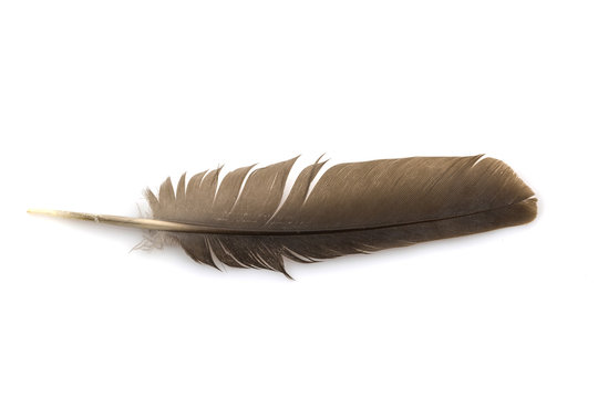 Close-up of brown feather isolated on white