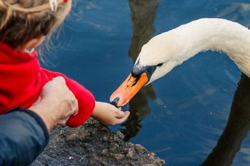 kid feeding white swan from hand in city park, swan on water.feed a birds in park,shore of a lake. swans swimming in a dark pond.Family feeding wild birds including ducks, geese, swans © Yulia