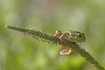 Leaf frog