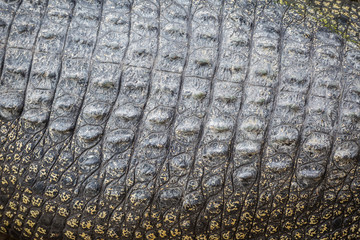 Naklejka premium Real Crocodile skin texture