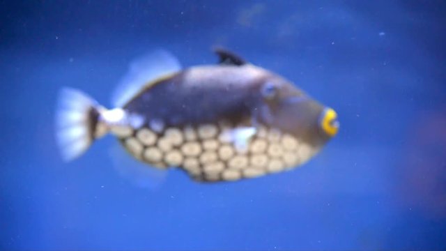 Clown Triggerfish swims in the aquarium 