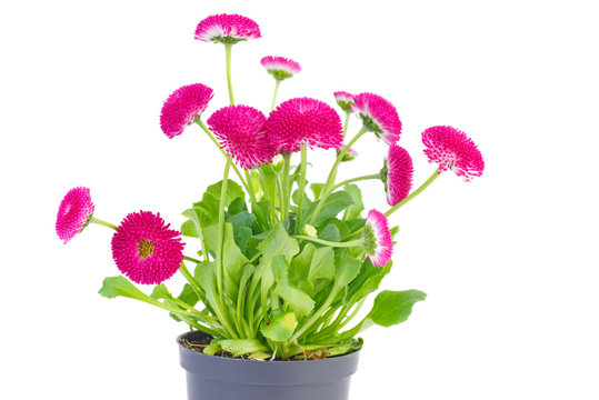 Pink daisy flowers in black pot