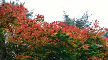 background of red and green leaves