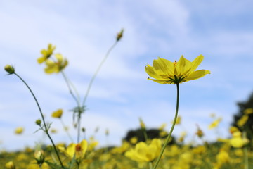 Obraz premium キバナコスモス