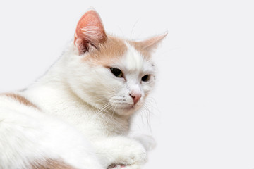 Cat on white background close-up.