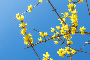 Yellow flowers in a tree brunch agains the blue sky