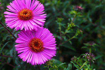 Obraz premium pink flowers