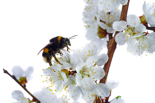 Bumblebee crawl on apricot blossom