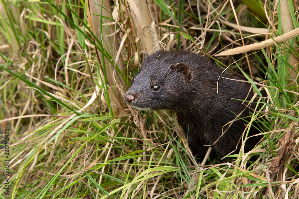 Poster an american mink peering out of grass. it is partly concealed by the undergrowth and is looking aler