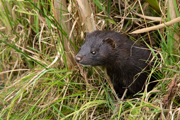 An american mink peering out of grass. It is partly concealed by the undergrowth and is looking alert facing to the left. There is copy space around the animal