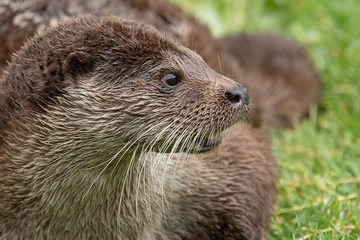 A close up side profile portrait of an otter. The animal is facing to the right. The portrait shows the head with detailed whiskers