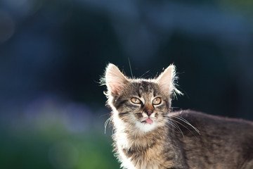 cute little cat in the garden