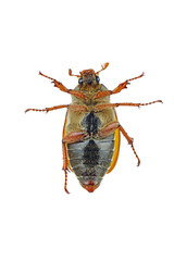 Cockchafer (Melolontha melolontha) isolated on white background - view from below