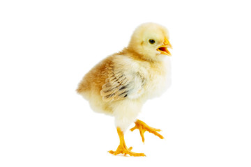 Tiny yellow-brown chicken