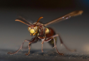 Close-up of an Australian Hornet Wasp ready for take-off