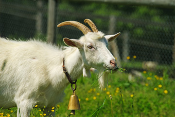 Obraz premium White goat eat grass