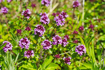 Fresh thyme growing on the meadow