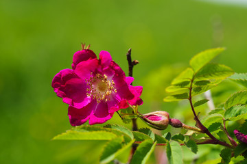 Rosehip flower with leaf