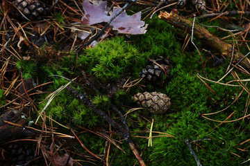 moss