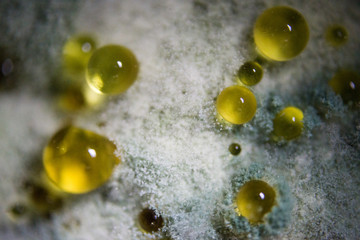 white mold mould with yellow clear balls