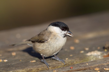 Weidenmeise (Parus montanus) im Winter im Naturschutzgebiet Mönchbruch bei Frankfurt, Deutschland.