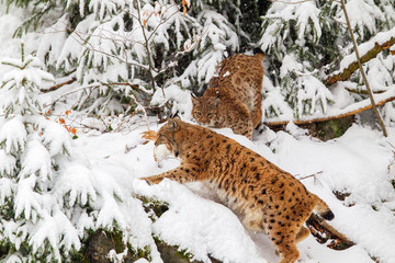 Luchs-Mutter (Lynx lynx) bringt Beute zu ihrem Jungen im Winter im Tier-Freigelände im Nationalpark Bayrischer Wald, Deutschland.