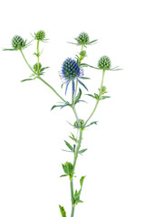 Blue eryngo flower isolated on white background