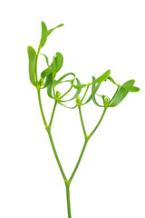 Mistletoe branch isolated on a white background