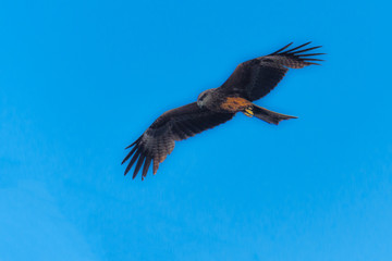 Black Kite (Milvus Migrans) Spread Wings Flying In Sunset Sky