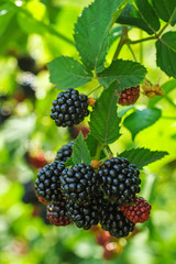 Bramble branch with blackberries