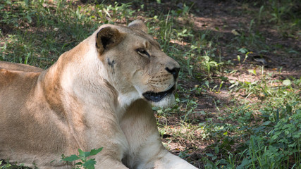 lion closeup