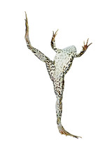 Ballet-dancing frog. White background