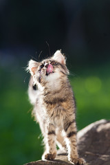cute little cat in the garden