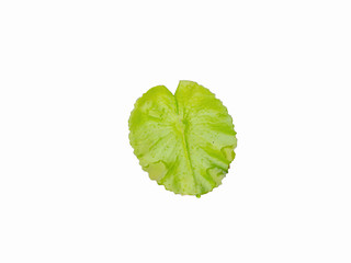 Fototapeta premium Green lotus leaf on isolated background