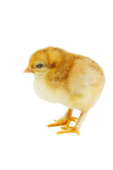 Fototapeta premium Tiny yellow-brown chicken