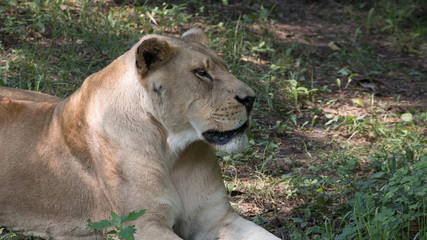 lion portrait