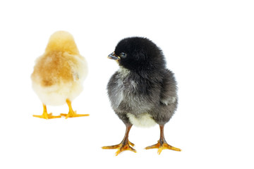 Fototapeta premium Offended chicken turns away from his friend