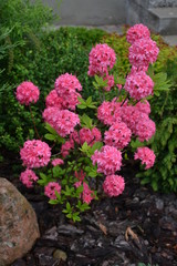 Azalea in rainy garden. Garden design