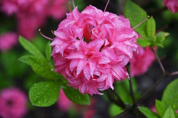 Azalea in rainy garden. Garden design