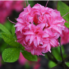 Azalea in rainy garden. Garden design