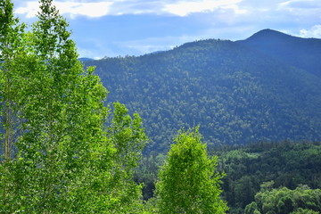 Leaves of young birches on the background of blue mountains. Sunlight illuminates the foliage of trees. In the distance the mountains of Sikhote-Alin. Russia, far East, Khabarovsk territory.