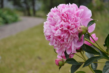 Pink peonies in garden