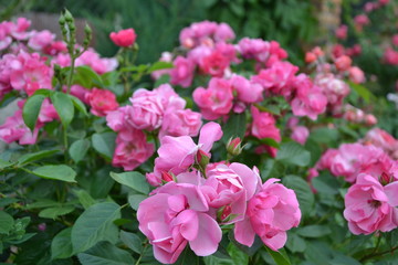 Fototapeta na wymiar Angela bright pink rose in garden