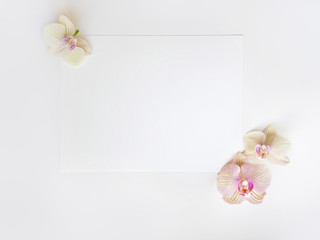 Flat lay composition with orchid flowers