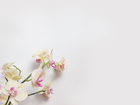 Fototapeta Flat lay composition with orchid flowers